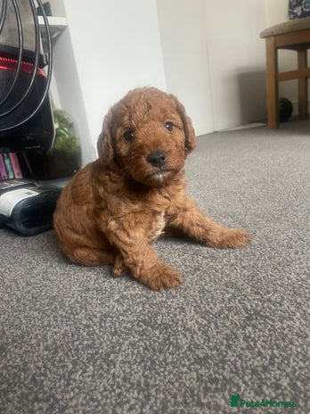 Labradoodle dogs - Advert 8