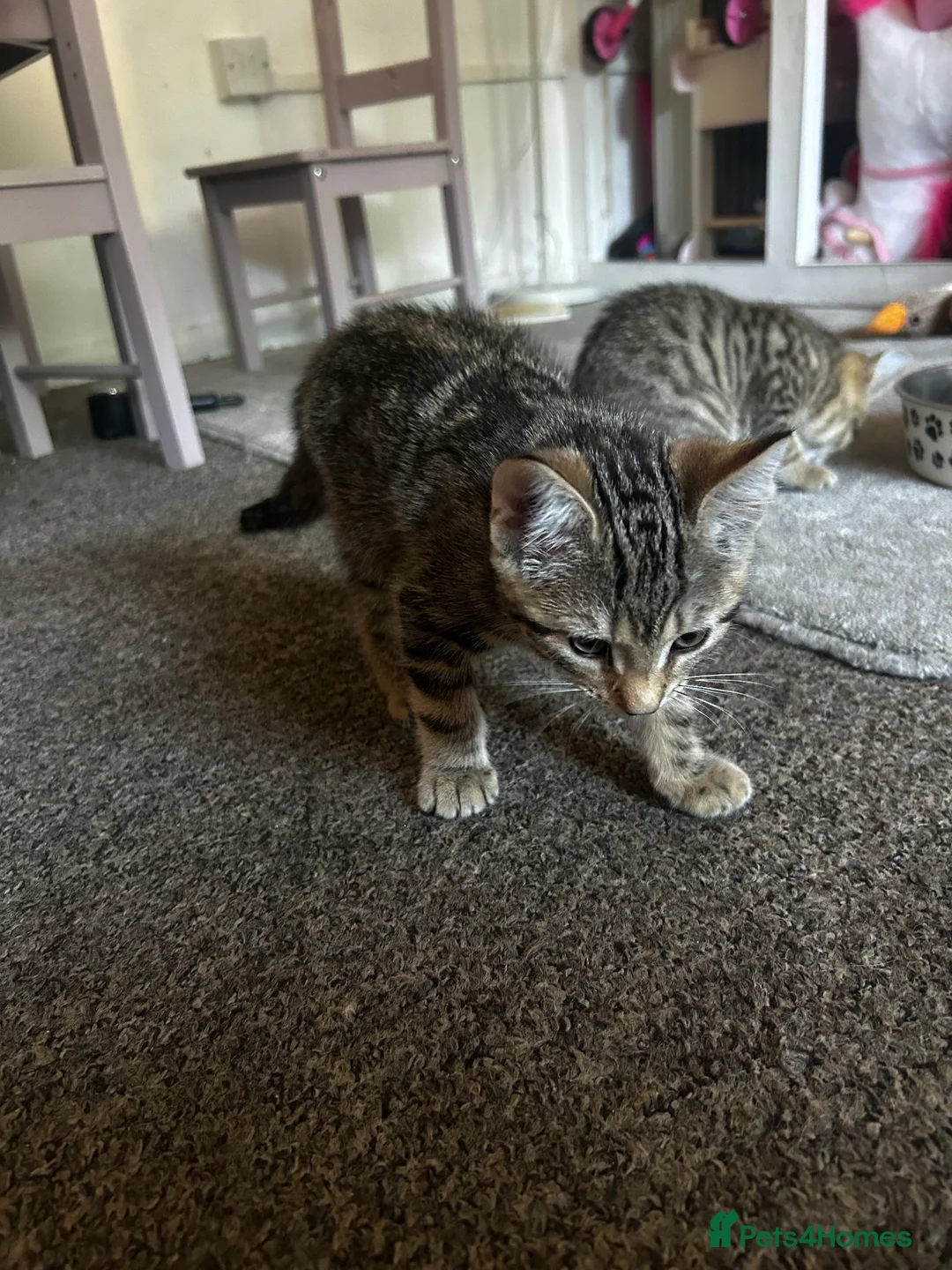 Mixed Breed cats for sale: 3x Tabby’s ready to go - Advert 7