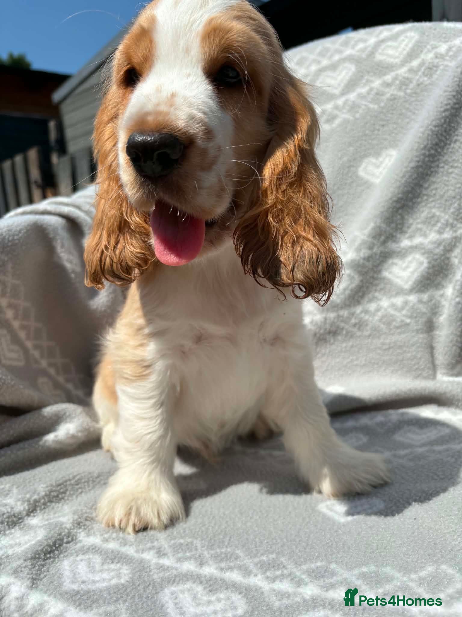 Cocker Spaniel dogs Outstanding Cocker Spaniel puppies LAST BOY  - Advert 5