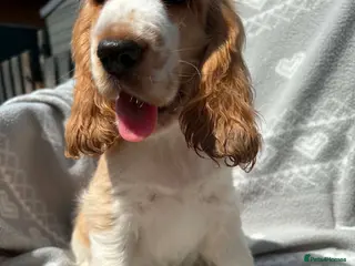 Cocker Spaniel dogs Outstanding Cocker Spaniel puppies LAST BOY - Advert 5