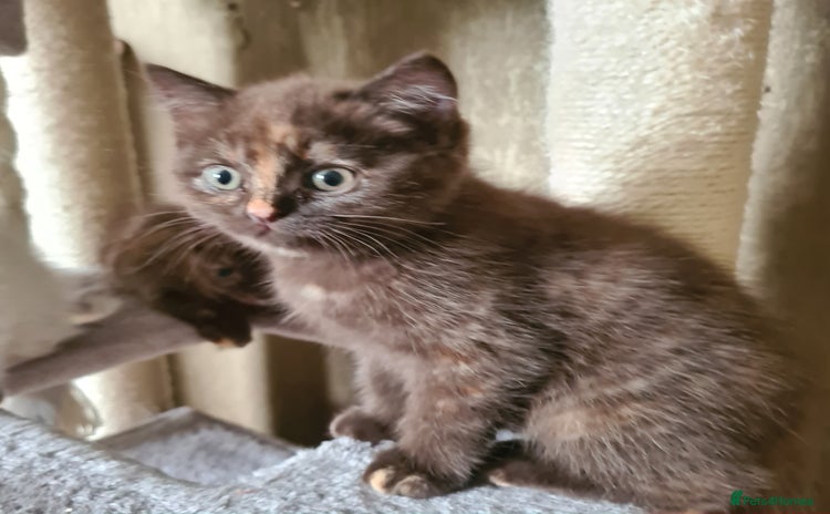 British Shorthair cats - Advert 5