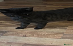 British Shorthair cats for sale: British Short hair - Advert 4