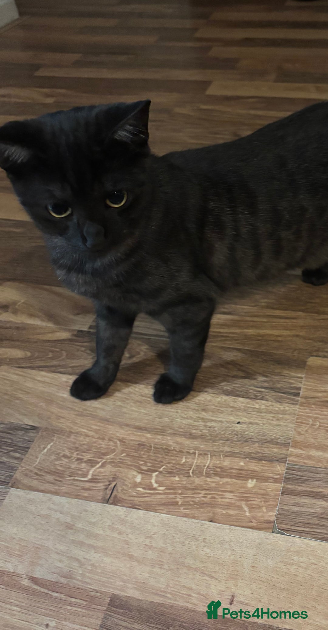 British Shorthair cats for sale: British Short hair - Advert 4