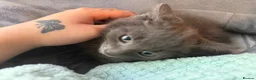 Mixed Breed cats for sale: russian blue mix breed - Advert 10