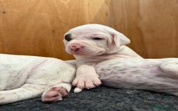 Pointer dogs for sale: French Pointer - Braque du Bourbonnais 🇫🇷  - Image 15