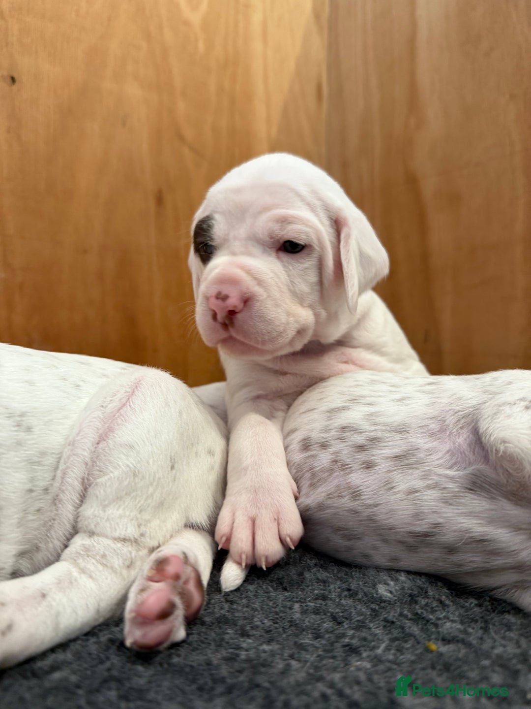 Pointer dogs for sale: French Pointer - Braque du Bourbonnais 🇫🇷  - Image 15