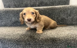 Miniature Dachshund dogs for sale: READY NOW Cream Longhair miniature dachshunds  - Image 8