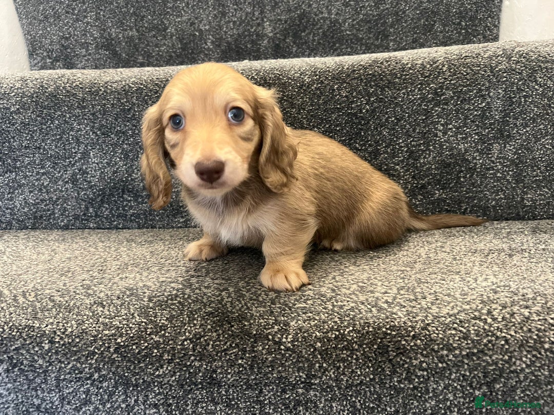 Miniature Dachshund dogs for sale: READY NOW Cream Longhair miniature dachshunds  - Image 8