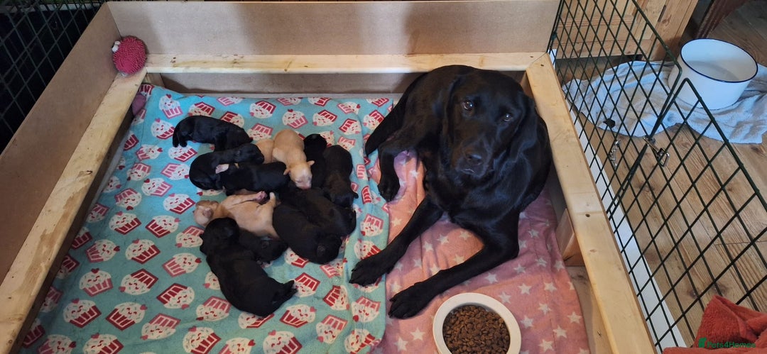 Australian Labradoodle dogs for sale: Miniture labradoodle puppies available  - Image 15
