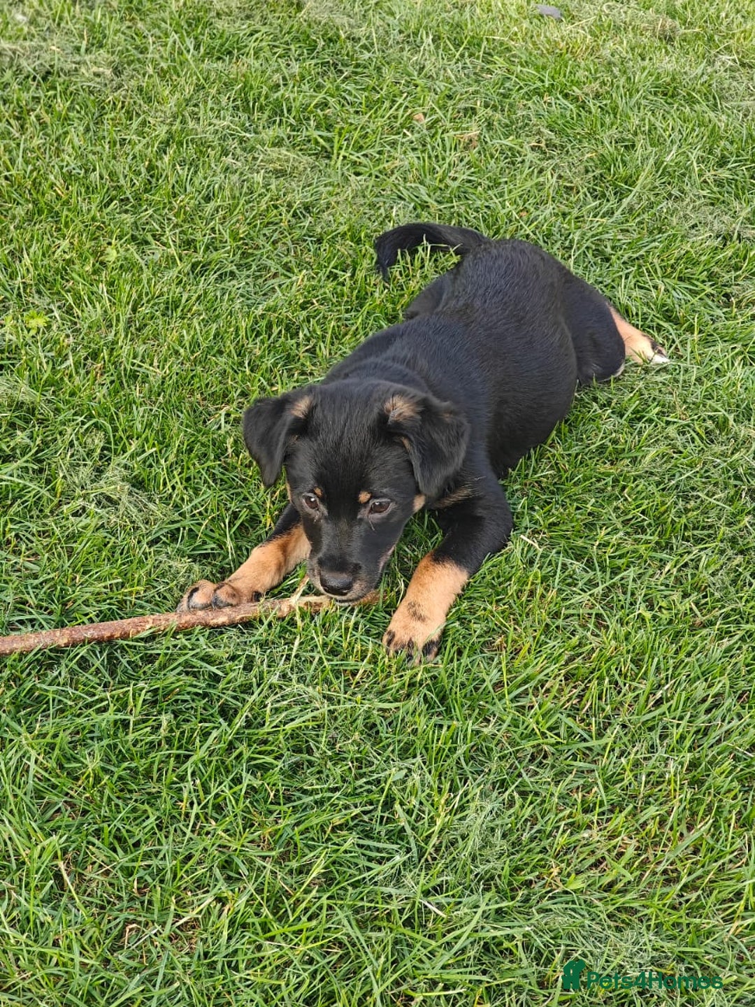 Mixed Breed dogs for adoption: 🐶💖 MATILDA 💖🐶 - Image 7
