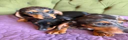 Miniature Dachshund dogs for sale: Mini sausage dogs. Family bred/health checked  - Advert 8