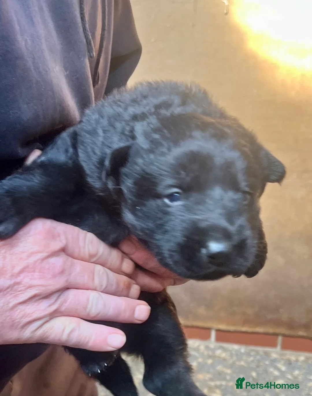 German Shepherd dogs for sale: 3 beautiful straight back German shepherd puppys - Advert 2