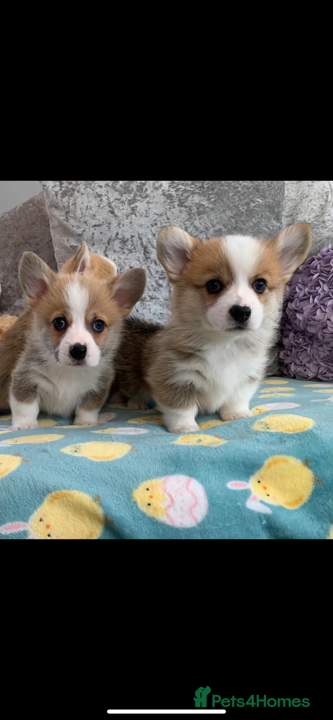 Welsh Corgi Pembroke dogs for sale: Stunning KC registered Corgi Pups - Advert 1