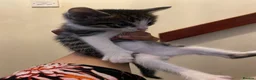 Mixed Breed cats for sale: 8 beautiful kittens - Advert 12