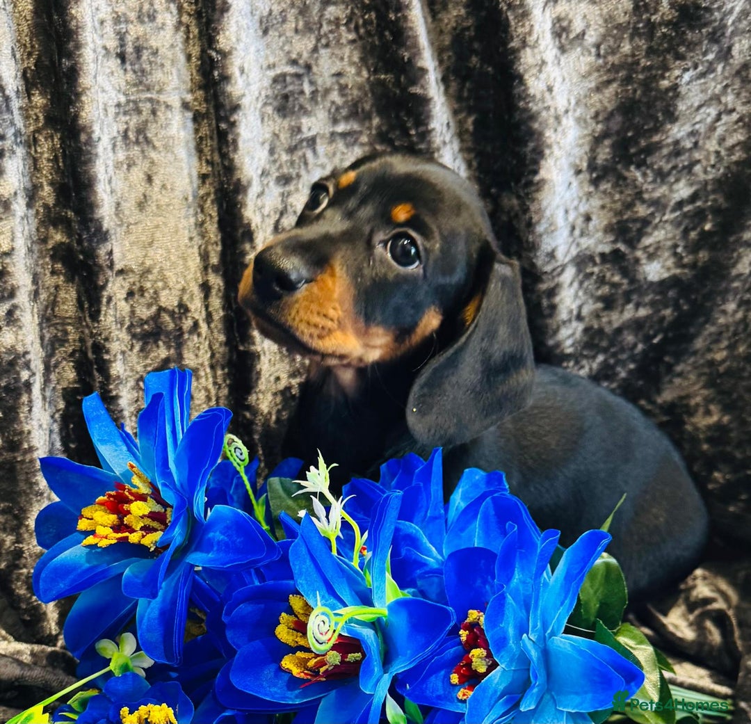 Dachshund dogs for sale: KC registration dachshund  - Advert 13