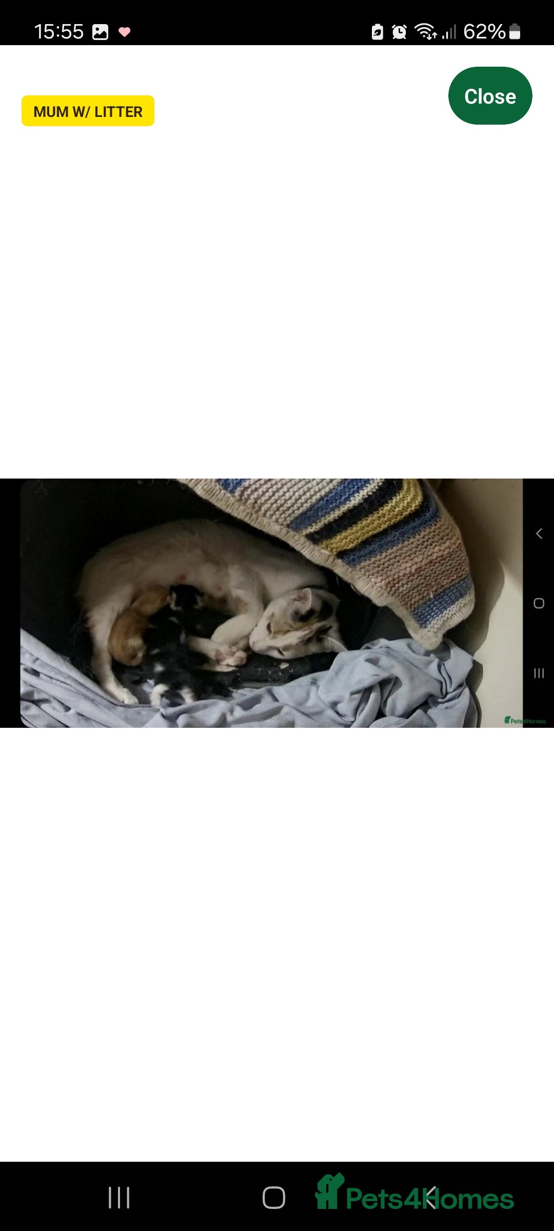 Turkish Van cats for sale: Kittens for sale  - Image 2