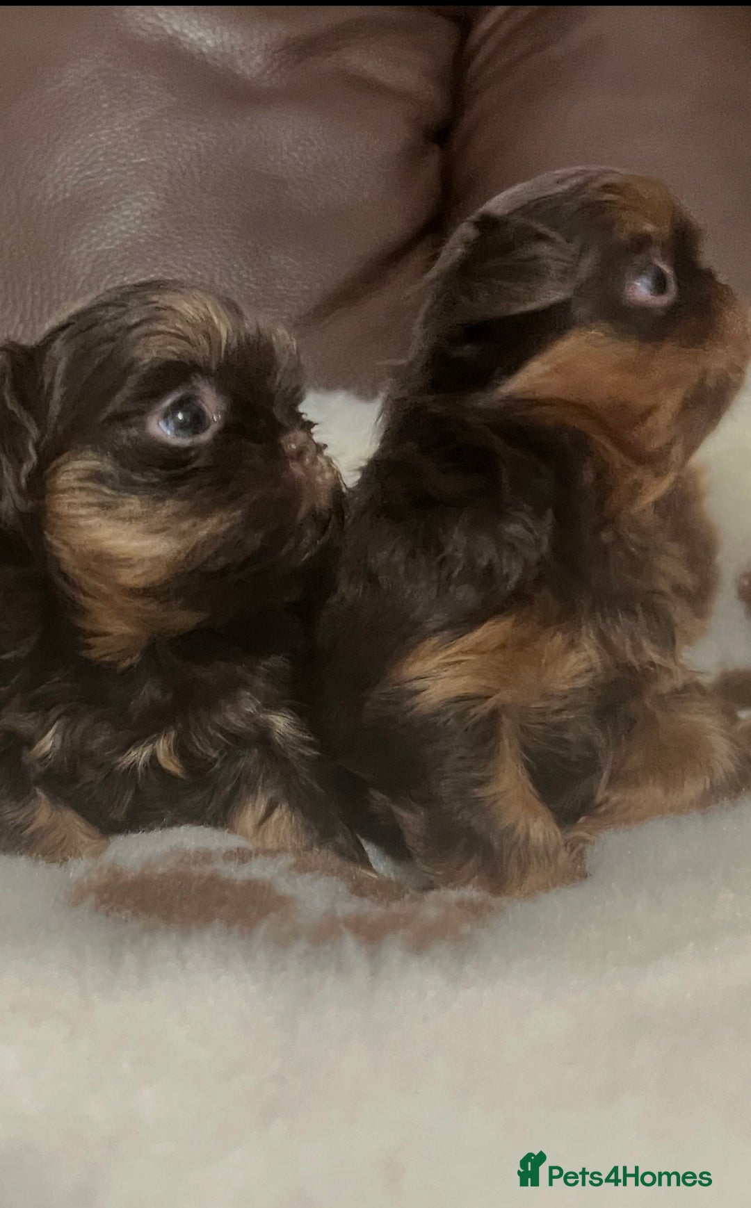 Shih Tzu dogs for stud: 🐶💎 Bumble – Imperial Shih Tzu Stud, kc reg 💎🐶 in Liverpool - Advert 7