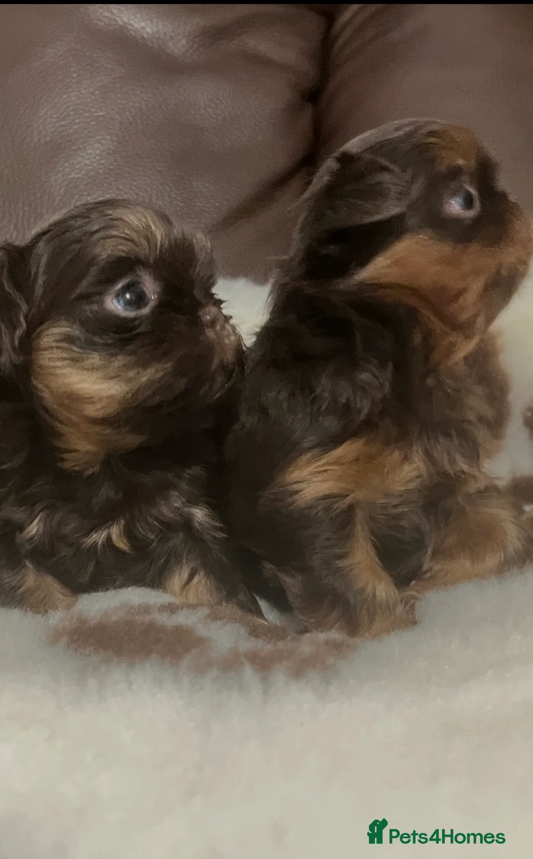 Shih Tzu dogs for stud: 🐶💎 Bumble – Imperial Shih Tzu Stud, kc reg 💎🐶 in Liverpool - Advert 15