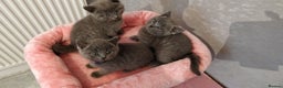 Russian Blue cats for sale: ABSOLUTELY BEAUTIFUL RUSSIAN BLUE KITTENS 8 WEEKS  - Advert 1
