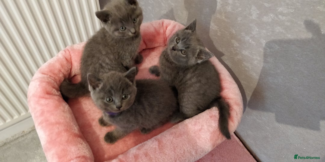 Russian Blue cats for sale: ABSOLUTELY BEAUTIFUL RUSSIAN BLUE KITTENS 8 WEEKS  - Advert 1