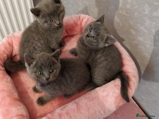 Russian Blue cats ABSOLUTELY BEAUTIFUL RUSSIAN BLUE KITTENS 8 WEEKS - Advert 1