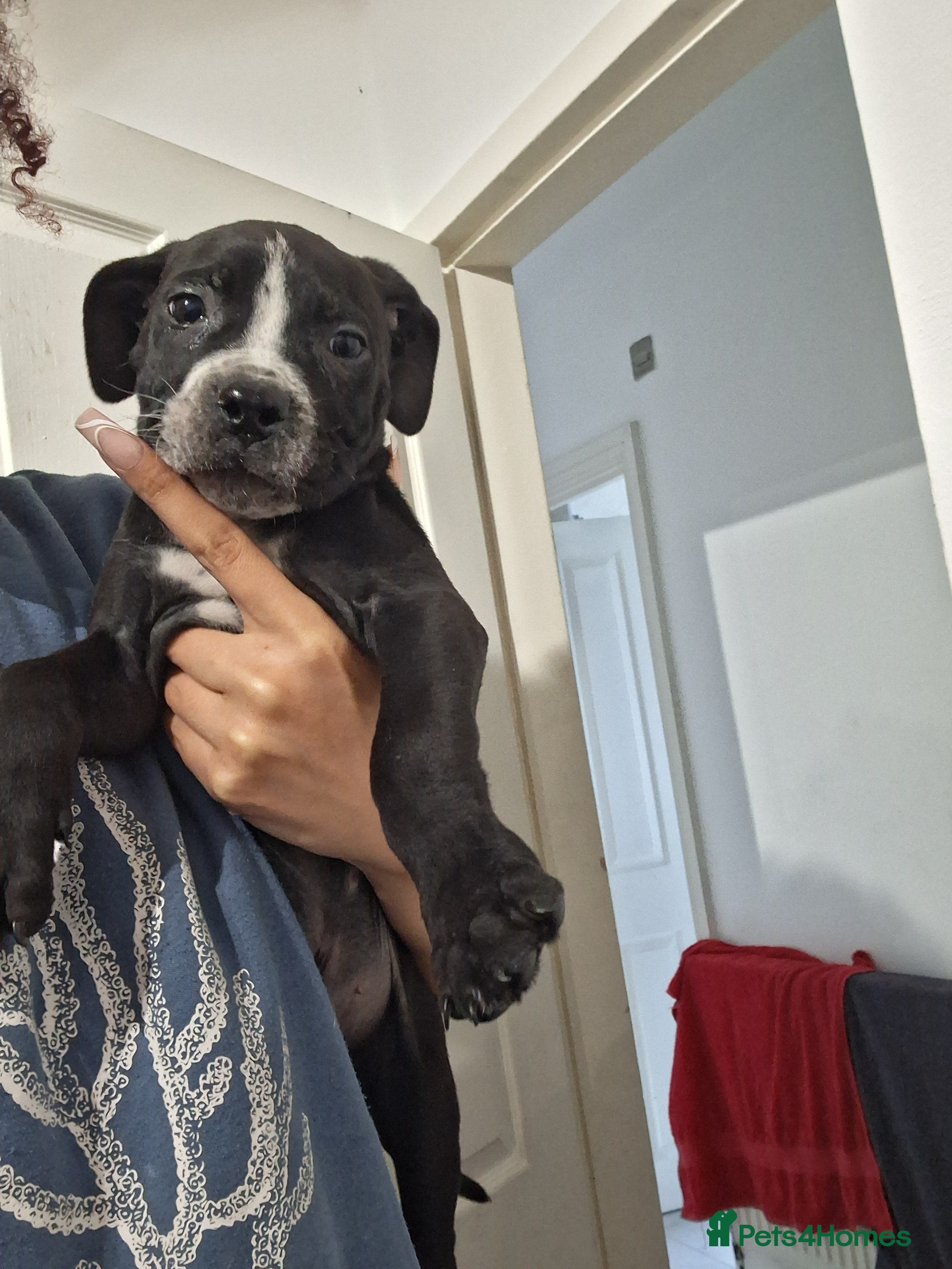 Mixed Breed dogs Alapaha Blue Blood Bulldog X Cane Corso Puppies  - Advert 1