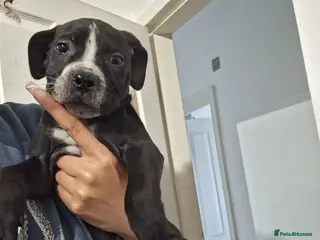 Mixed Breed dogs Alapaha Blue Blood Bulldog X Cane Corso Puppies - Advert 4