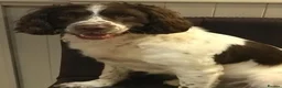 English Springer Spaniel dogs for stud: FULLY TESTED, WORKING AS ASSISTANCE DOG - Advert 3