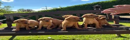 Labrador Retriever dogs for sale: KC Registered Fox red Labrador puppies in Newtown - Advert 11