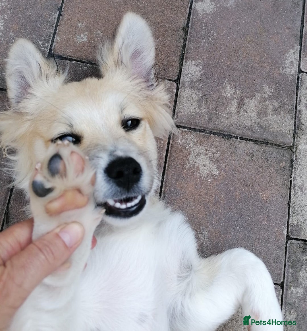 Mixed Breed dogs for adoption: Bobby, a superb little puppy boy for a Loving Home - Image 4