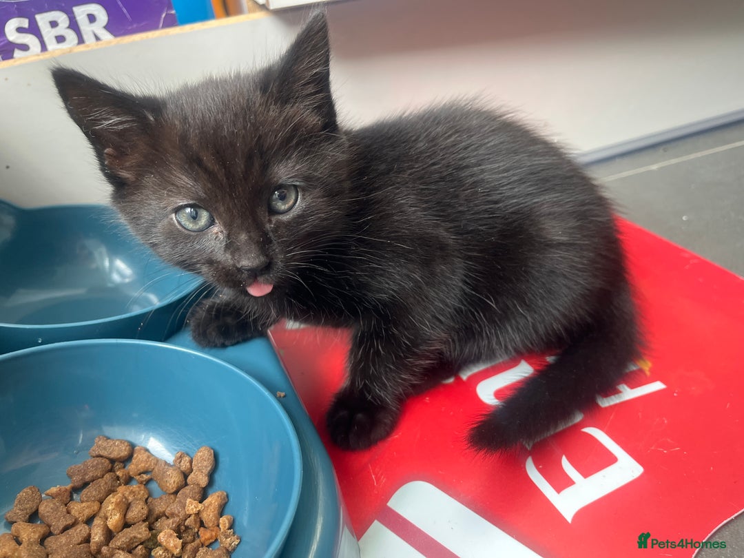 Mixed Breed cats for sale: 3 kittens for sale  - Image 3