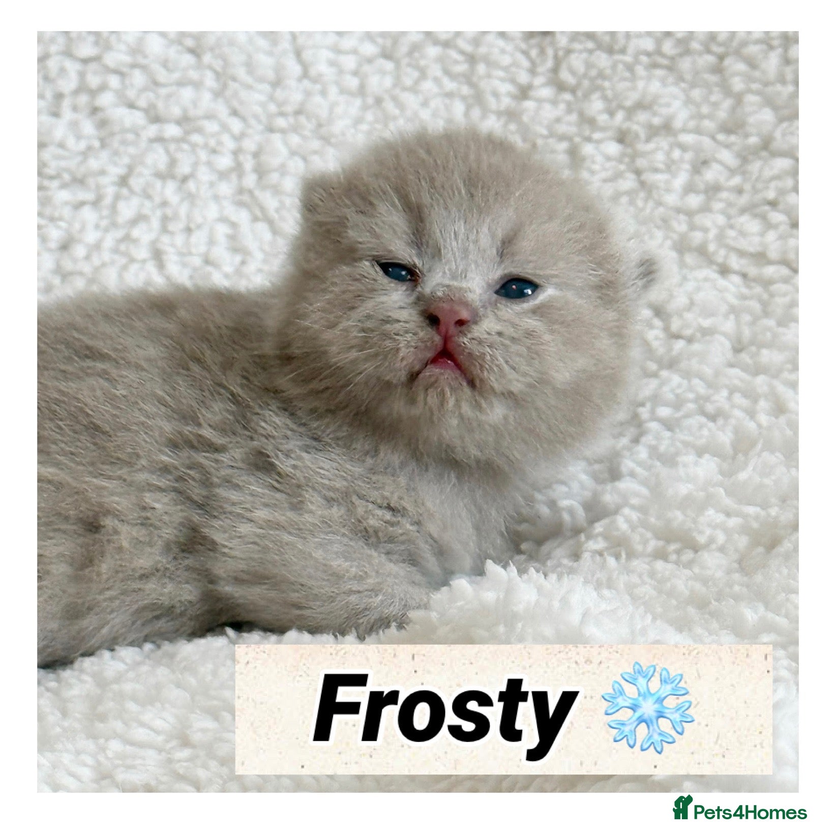 British Shorthair cats British shorthair kittens  - Advert 2