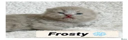 British Shorthair cats for sale: British shorthair kittens  - Advert 9