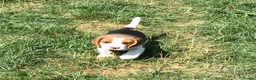 Beagle dogs for sale: STUNNING KENNEL CLUB REG BEAGLE PUPPIES - Advert 7
