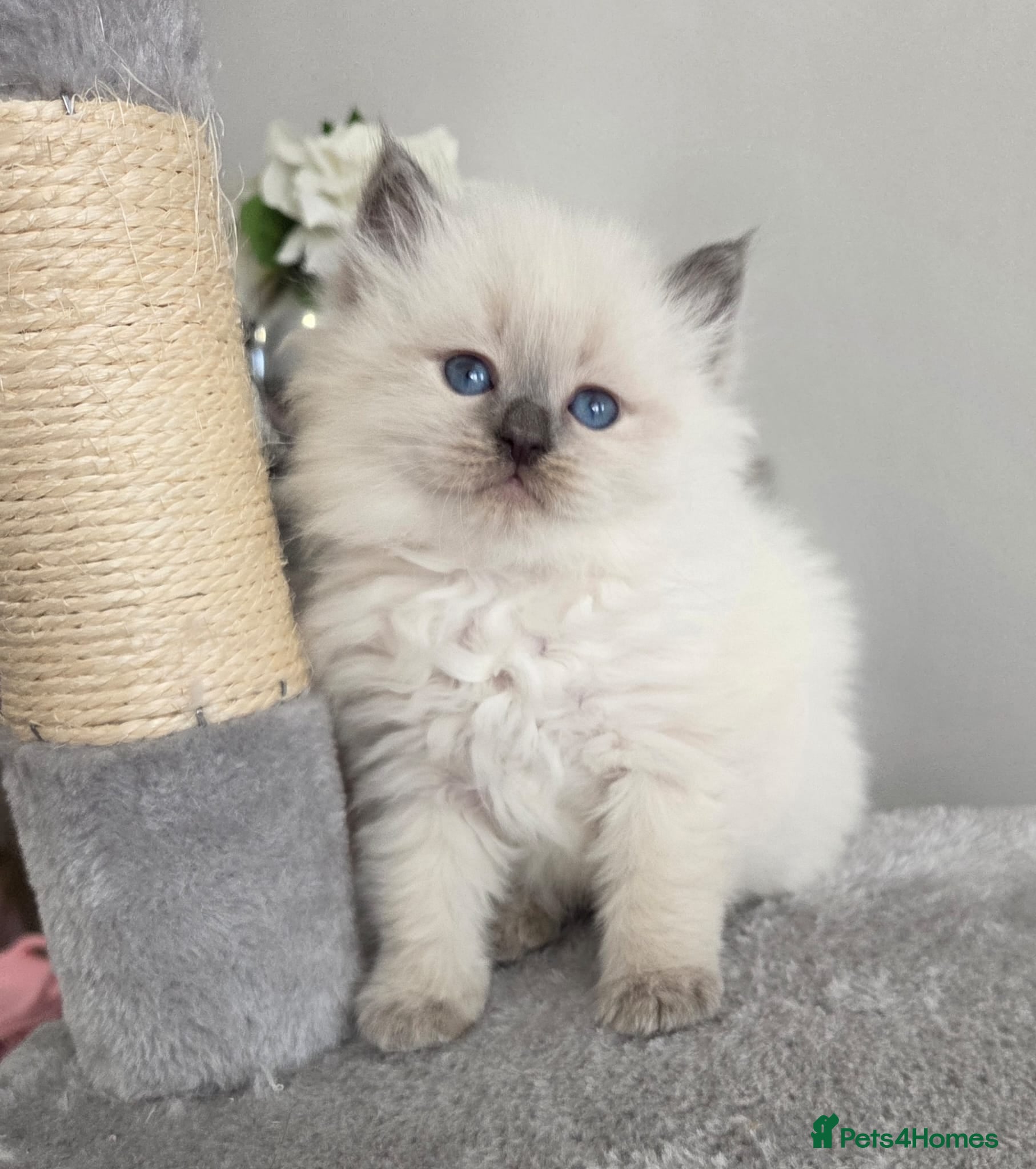 Siberian cats 🤩Champion bloodlines neva masquerade siberians🤩 - Advert 2