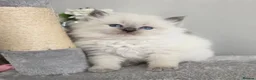 Siberian cats for sale: 🤩Champion bloodlines neva masquerade siberians🤩 - Advert 1