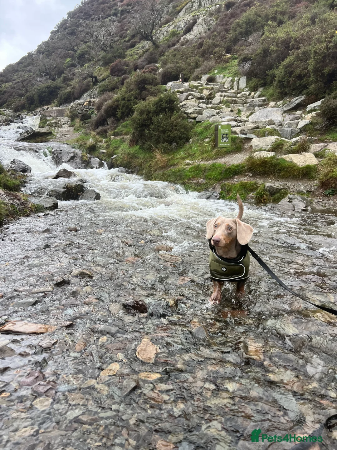 Dachshund dogs for stud: Vinny is available for stud! - Advert 8