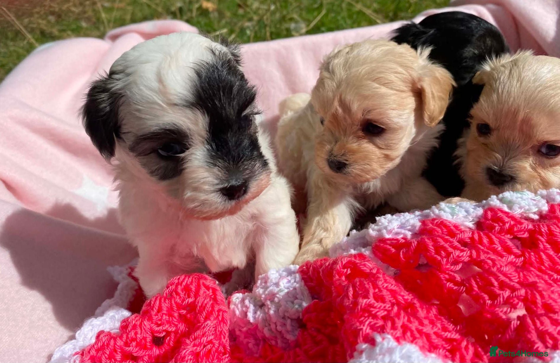 Maltipoo dogs F1 Korean Maltipoo puppies  - Advert 15