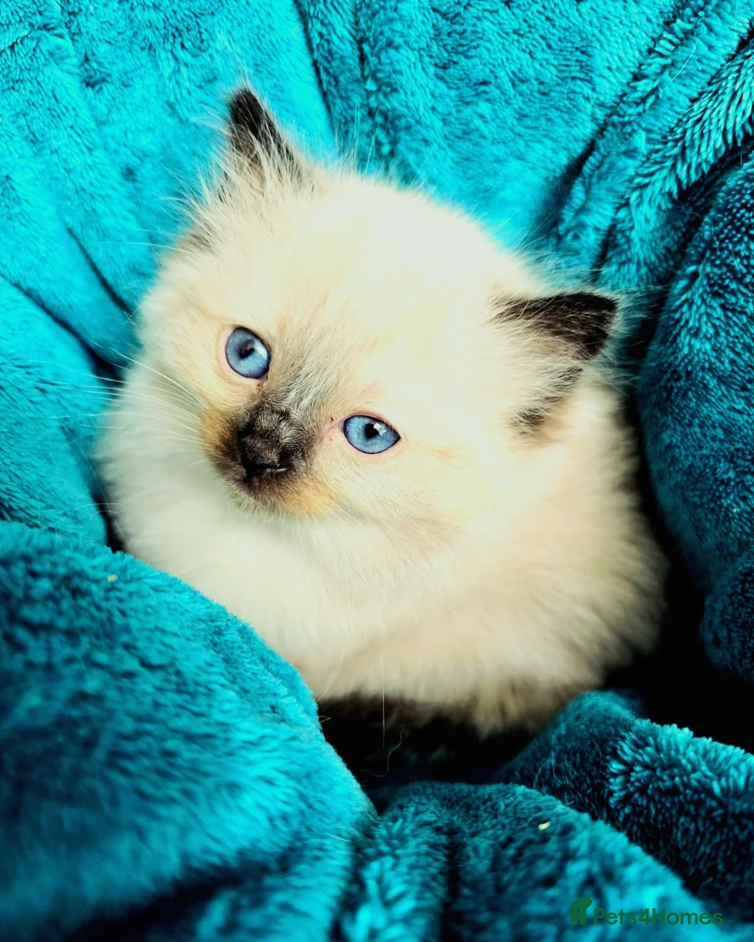 Ragdoll cats for stud: Blue Point Champion Line GCCF Registered Stud in Maidstone - Advert 13