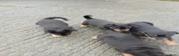 Rottweiler dogs for sale: 5 Purebred Rottweiler Puppies for Sale - Advert 6