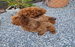 Miniature Poodle dogs for stud: Available for stud duties in Sheffield - Image 10