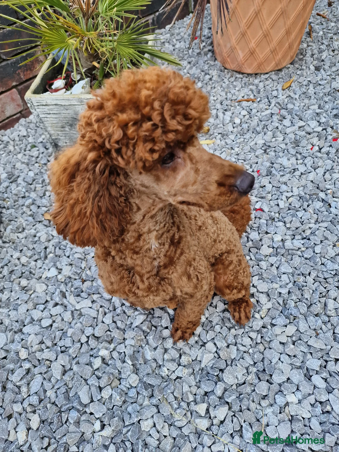 Miniature Poodle dogs for stud: Available for stud duties in Sheffield - Advert 10