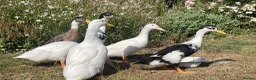 Ducks poultry for sale: 6 beautiful Indian Runner Ducks x for rehoming in Buntingford - Advert 3