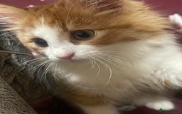 European cats for sale: Nice cat - Image 3