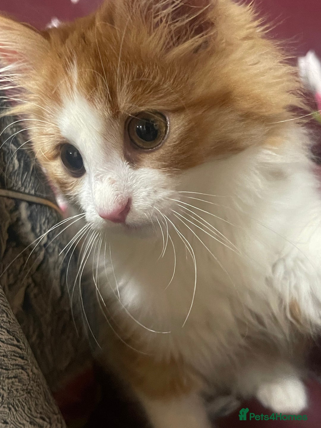 European cats for sale: Nice cat - Image 3