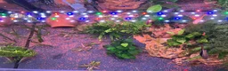 Other/Mixed Breed fish for sale: COMPLETE 160L Professional Aquascape Setup in Westbury - Advert 6