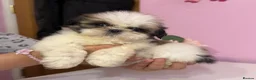 Shih Tzu dogs for sale: 4 males puppies  - Advert 5