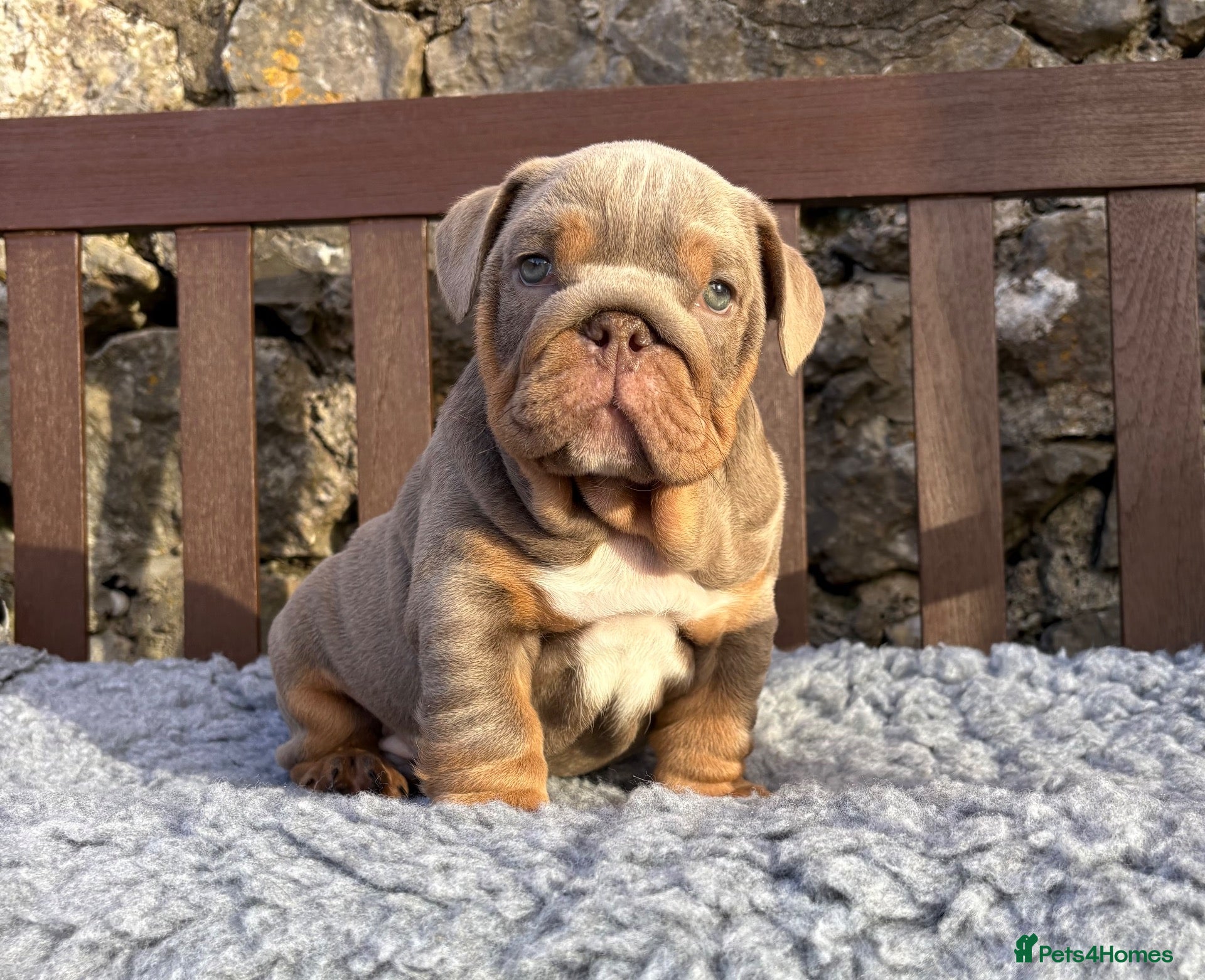 English Bulldog dogs Ready today! English bulldog puppies - Advert 3
