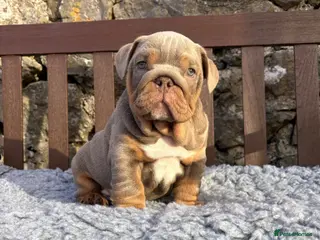 English Bulldog dogs Ready today! English bulldog puppies - Advert 3