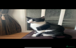 Domestic Shorthair cats for sale: Unwell Owner  - Image 2